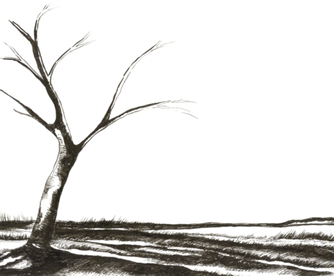 Pen drawing of a bare tree